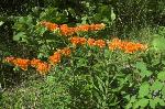 Asclepias tuberosa L. var. tuberosa