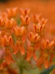Asclepias tuberosa L. var. tuberosa
