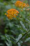 Asclepias tuberosa L. var. rolfsii (Britt. ex Vail) Shinners