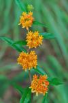 Asclepias tuberosa L. var. rolfsii (Britt. ex Vail) Shinners
