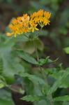 Asclepias tuberosa L. var. rolfsii (Britt. ex Vail) Shinners