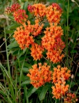 Asclepias tuberosa L. var. tuberosa