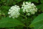 Asclepias variegata L.
