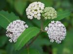 Asclepias variegata L.