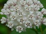 Asclepias variegata L.