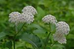 Asclepias variegata L.