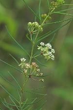 Asclepias verticillata L.