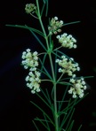 Asclepias verticillata L.