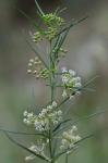 Asclepias verticillata L.