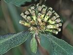 Asclepias viridiflora Raf.