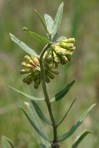 Asclepias viridiflora Raf.