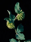 Asclepias viridiflora Raf.