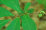 Asimina parviflora (Michx.) Dunal