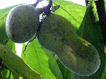 Asimina triloba (L.) Dunal