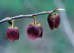 Asimina triloba (L.) Dunal