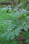 Asimina triloba (L.) Dunal