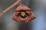 Asimina triloba (L.) Dunal