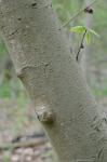 Asimina triloba (L.) Dunal