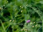 Asparagus officinalis L.