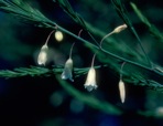 Asparagus officinalis L.
