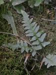 Asplenium ×ebenoides R.R. Scott