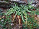 Asplenium ×trudellii Wherry