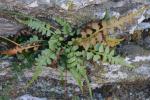 Asplenium ×trudellii Wherry