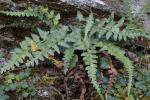 Asplenium ×trudellii Wherry