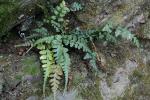 Asplenium ×trudellii Wherry