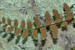 Asplenium bradleyi D.C. Eaton