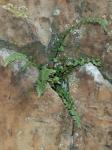 Asplenium bradleyi D.C. Eaton