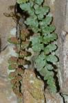 Asplenium bradleyi D.C. Eaton