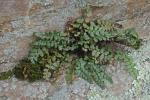 Asplenium bradleyi D.C. Eaton