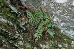 Asplenium bradleyi D.C. Eaton
