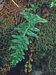 Asplenium ×ebenoides R.R. Scott