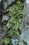 Asplenium montanum Willd.