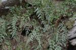 Asplenium montanum Willd.