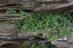 Asplenium montanum Willd.