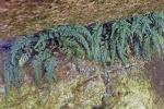 Asplenium montanum Willd.