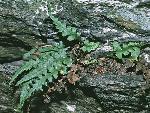 Asplenium pinnatifidum Nuttall