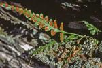Asplenium pinnatifidum Nuttall