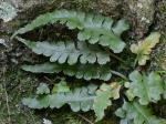 Asplenium pinnatifidum Nuttall