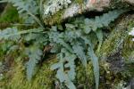Asplenium pinnatifidum Nuttall