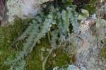 Asplenium pinnatifidum Nuttall