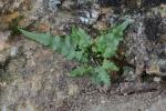 Asplenium pinnatifidum Nuttall
