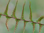 Asplenium platyneuron (L.) B.S.P.