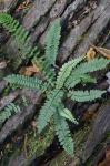 Asplenium platyneuron (L.) B.S.P.