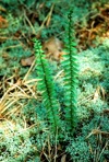 Asplenium platyneuron (L.) B.S.P.