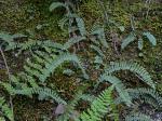 Asplenium resiliens Kunze