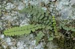 Asplenium resiliens Kunze